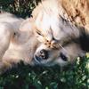 The Ultimate Guide to Pet Security - How to Pet-Proof Your Home