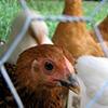 Utilizing Cameras To Monitor Animals