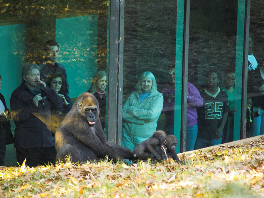 Lowlands Gorilla in zoo habitat with onlookers behind