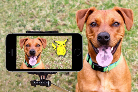 Security Cameras and Safety Dog getting picture taken on phone